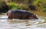 TANZANIA - Serengeti National Park - Hippo con cucciolo - 2